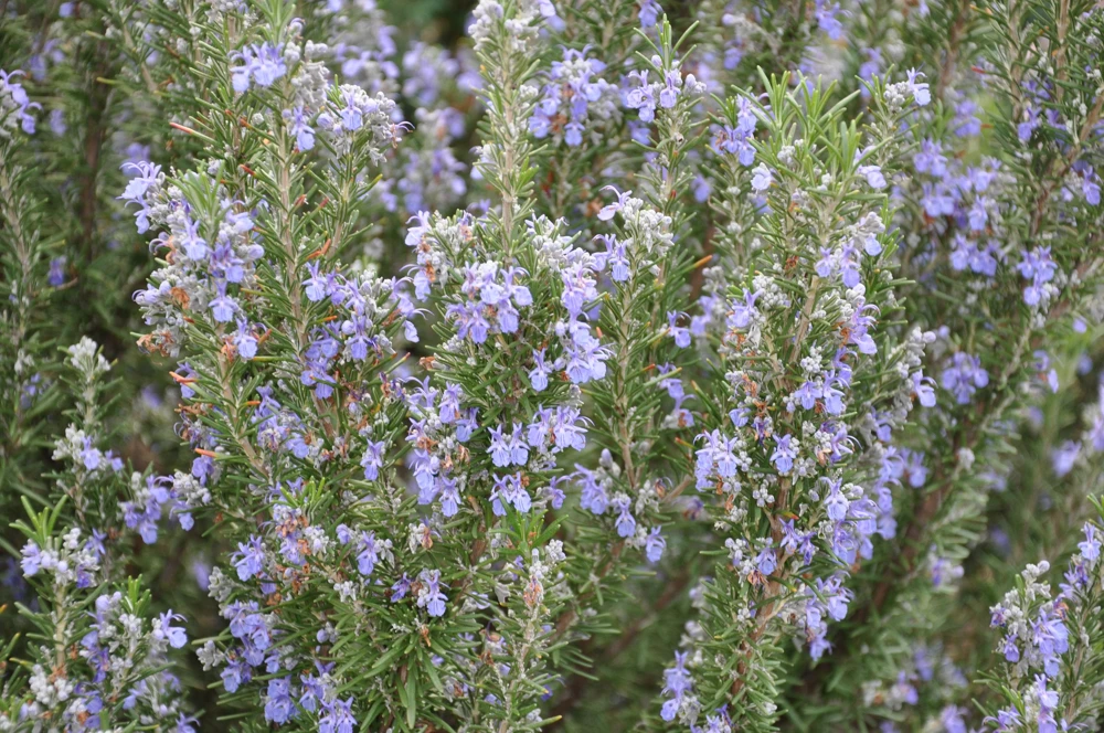 Organic Tuscan Blue Rosemary Live Plant – Herb – 2.5"x3.5" Pot – Outdoor - Image 3