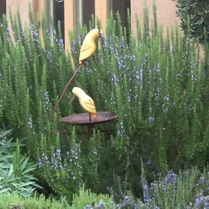 Organic Tuscan Blue Rosemary Live Plant – Herb – 2.5"x3.5" Pot – Outdoor - Image 1
