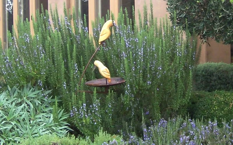Organic Tuscan Blue Rosemary Live Plant – Herb – 2.5"x3.5" Pot – Outdoor - Image 1