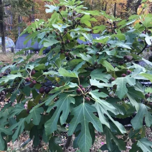 Organic Violette De Bordeaux Fig Tree - Live Starter Plant 6-12 inches Tall - Image 1