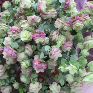 Origanum Kent Beauty Live Plant - Ornamental Oregano Starter Plant 2.5