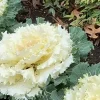 Ornamental Cabbage Live Plant – 2 Plants in 4-inch Pot – Outdoor - Image 1