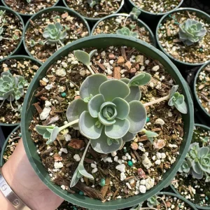 Orostachys Chinese Dunce Cap Succulent Live Plant, 2-4 inch Pot, Zones 5-10 - Image 10
