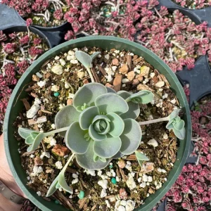 Orostachys Chinese Dunce Cap Succulent Live Plant, 2-4 inch Pot, Zones 5-10 - Image 11