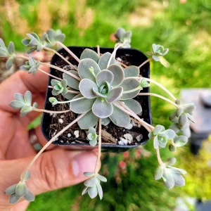 Orostachys Chinese Dunce Cap Succulent Live Plant, 2-4 inch Pot, Zones 5-10 - Image 7