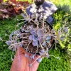 Orostachys Chinese Dunce Cap Succulent Live Plant, 2-4 inch Pot, Zones 5-10 - Image 1