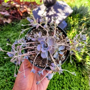 Orostachys Chinese Dunce Cap Succulent Live Plant, 2-4 inch Pot, Zones 5-10 - Image 1