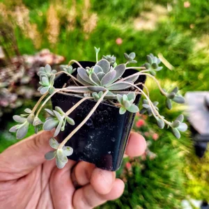 Orostachys Chinese Dunce Cap Succulent Live Plant, 2-4 inch Pot, Zones 5-10 - Image 8