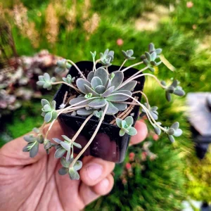 Orostachys Chinese Dunce Cap Succulent Live Plant, 2-4 inch Pot, Zones 5-10 - Image 9