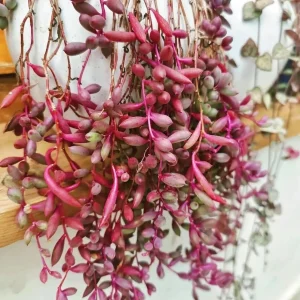 Othonna Capensis 'Ruby Necklace' Live Plant – 2 Inch Pot – Indoor/Outdoor Succulent - Image 1