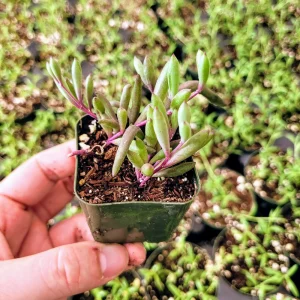 Othonna Capensis 'Ruby Necklace' Live Plant – 2 Inch Pot – Indoor/Outdoor Succulent - Image 4