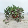 Othonna Capensis 'Ruby Necklace' Live Succulent Plant 2 Inch Pot Indoor/Outdoor - Image 1