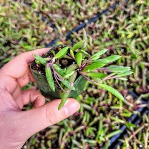 Othonna Capensis 'Ruby Necklace' Live Succulent Plant 2 Inch Pot Indoor/Outdoor - Image 2