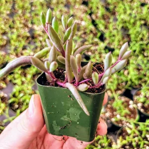 Othonna Capensis 'Ruby Necklace' Live Succulent Plant 2 Inch Pot Indoor/Outdoor - Image 3