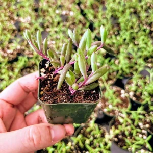 Othonna Capensis 'Ruby Necklace' Live Succulent Plant 2 Inch Pot Indoor/Outdoor - Image 4