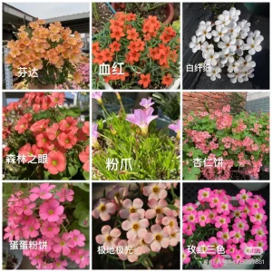 Oxalis Obtusa Bulbs - Multicolored Flower Bulbs for Indoor & Outdoor Gardens - Image 10