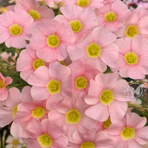 Oxalis Obtusa Bulbs - Multicolored Flower Bulbs for Indoor & Outdoor Gardens - Image 2