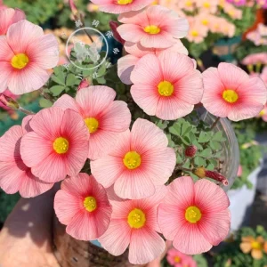 Oxalis Obtusa Bulbs - Multicolored Flower Bulbs for Indoor & Outdoor Gardens - Image 3