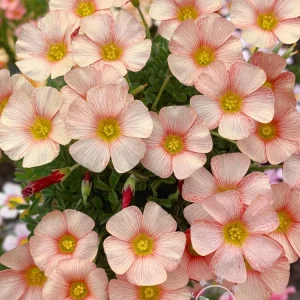 Oxalis Obtusa Bulbs - Multicolored Flower Bulbs for Indoor & Outdoor Gardens - Image 4
