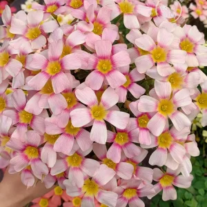 Oxalis Obtusa Bulbs - Multicolored Flower Bulbs for Indoor & Outdoor Gardens - Image 5