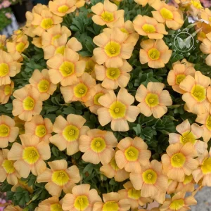 Oxalis Obtusa Bulbs - Multicolored Flower Bulbs for Indoor & Outdoor Gardens - Image 6