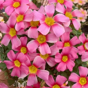 Oxalis Obtusa Bulbs - Multicolored Flower Bulbs for Indoor & Outdoor Gardens - Image 7