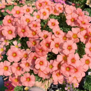 Oxalis Obtusa Bulbs - Multicolored Flower Bulbs for Indoor & Outdoor Gardens - Image 8