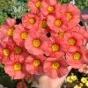 Oxalis Obtusa Bulbs - Multicolored Flower Bulbs for Indoor & Outdoor Gardens - Image 1