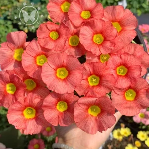 Oxalis Obtusa Bulbs - Multicolored Flower Bulbs for Indoor & Outdoor Gardens - Image 1