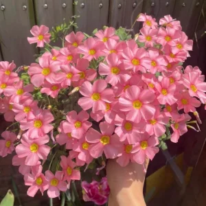 Oxalis Obtusa Spring Charm Pink Flower Bulbs – Late Flowering – Pink Blooms - Image 2