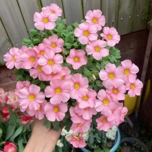 Oxalis Obtusa Spring Charm Pink Flower Bulbs – Late Flowering – Pink Blooms - Image 3