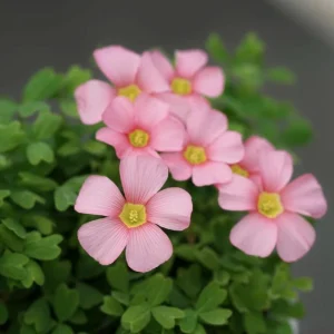 Oxalis Obtusa Spring Charm Pink Flower Bulbs – Late Flowering – Pink Blooms - Image 4