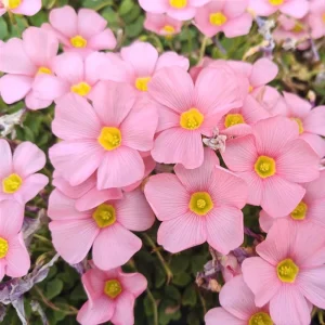 Oxalis Obtusa Spring Charm Pink Flower Bulbs – Late Flowering – Pink Blooms - Image 5