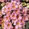 Oxalis Obtusa Spring Charm Pink Flower Bulbs – Late Flowering – Pink Blooms - Image 1