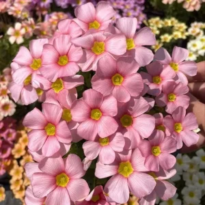 Oxalis Obtusa Spring Charm Pink Flower Bulbs – Late Flowering – Pink Blooms - Image 1