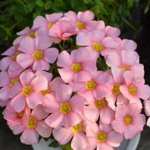 Oxalis Obtusa Spring Charm Pink Flower Bulbs – Late Flowering – Pink Blooms - Image 6