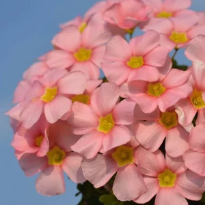 Oxalis Obtusa Spring Charm Pink Flower Bulbs – Late Flowering – Pink Blooms - Image 7