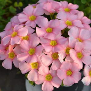 Oxalis Obtusa Spring Charm Pink Flower Bulbs – Late Flowering – Pink Blooms - Image 8