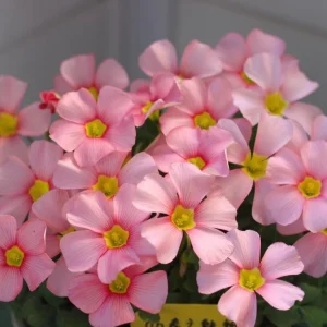 Oxalis Obtusa Spring Charm Pink Flower Bulbs – Late Flowering – Pink Blooms - Image 9