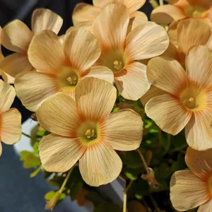 Oxalis Obtusa Sundisc Bulbs - Multi-Color Flowering Oxalis for Garden & Pots - Image 2