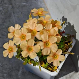 Oxalis Obtusa Sundisc Bulbs - Multi-Color Flowering Oxalis for Garden & Pots - Image 3