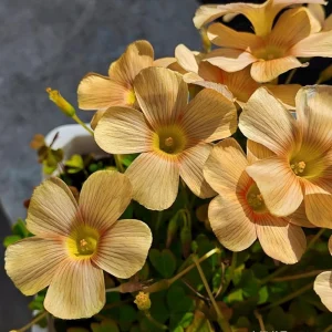 Oxalis Obtusa Sundisc Bulbs - Multi-Color Flowering Oxalis for Garden & Pots - Image 5