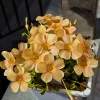 Oxalis Obtusa Sundisc Bulbs - Multi-Color Flowering Oxalis for Garden & Pots - Image 1