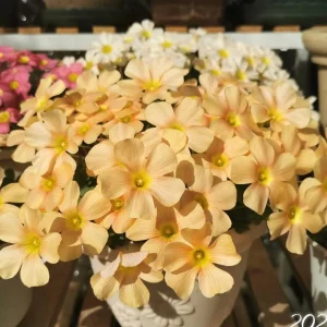 Oxalis Obtusa Sundisc Bulbs - Vibrant Peach, Apricot & Orange Flowers - Image 4