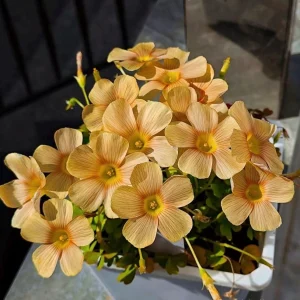 Oxalis Obtusa Sundisc Bulbs - Vibrant Peach, Apricot & Orange Flowers - Image 1