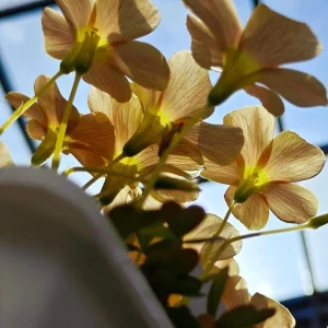 Oxalis Obtusa Sundisc Bulbs - Vibrant Peach, Apricot & Orange Flowers - Image 6