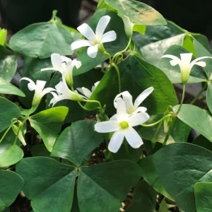 Oxalis Triangularis Live Plant - Green Shamrock Houseplant 4