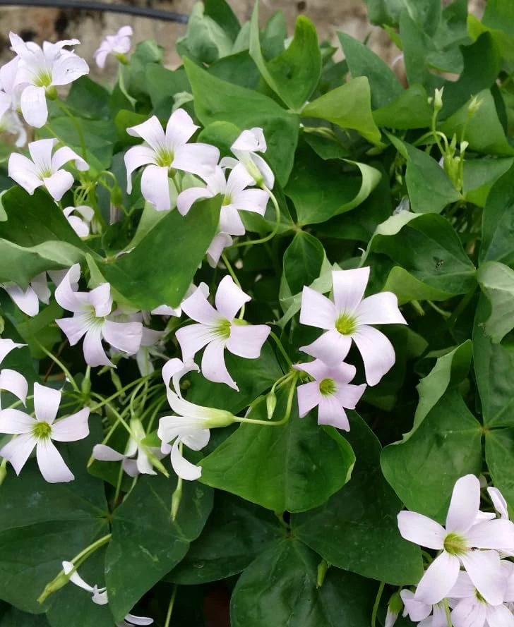 Oxalis Triangularis Live Plant - Green Shamrock Houseplant 4" Pot - Image 6