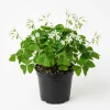 Oxalis Triangularis Live Plant - Green Shamrock Houseplant 4" Pot - Image 1