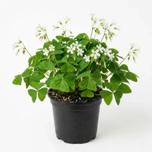 Oxalis Triangularis Live Plant - Green Shamrock Houseplant 4